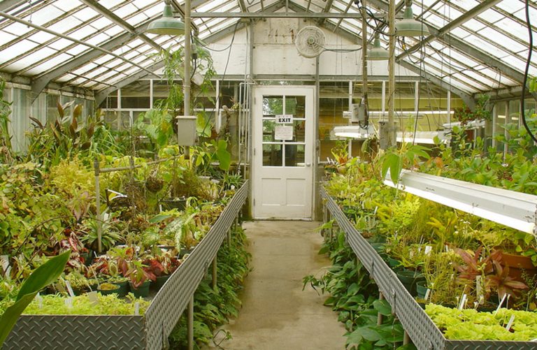 greenhouse