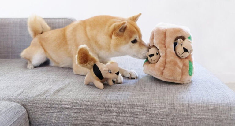 how-to-choose-the-right-interactive-dog-toy_text-image-2-1024x551