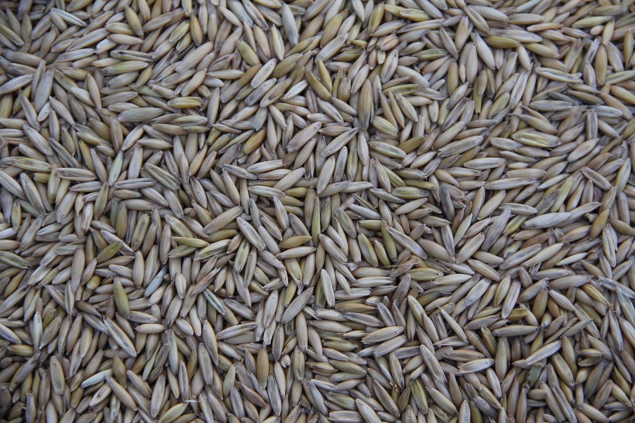 Cereal, grain, farming — Beyond the Diagnosis: Dr. Julie Taguchi's Journey in Chronic Condition Care