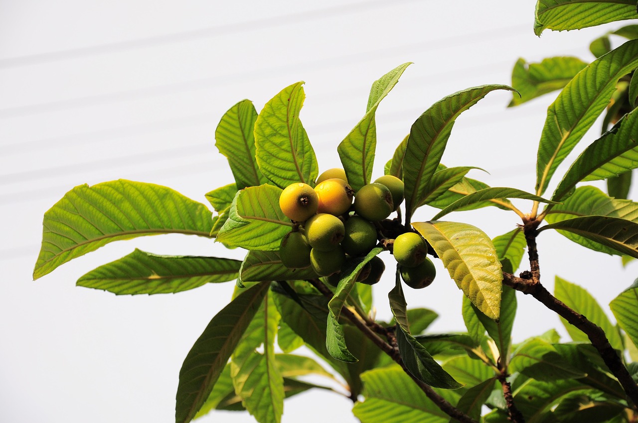 Malta plum, new world, new world fruit —