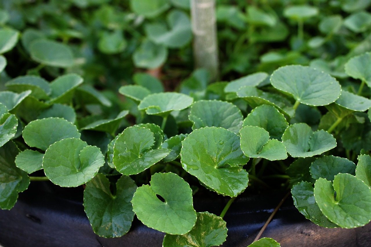Centella, herb, plant — Robert Spadoni Vision for Healthcare Innovation and Excellence
